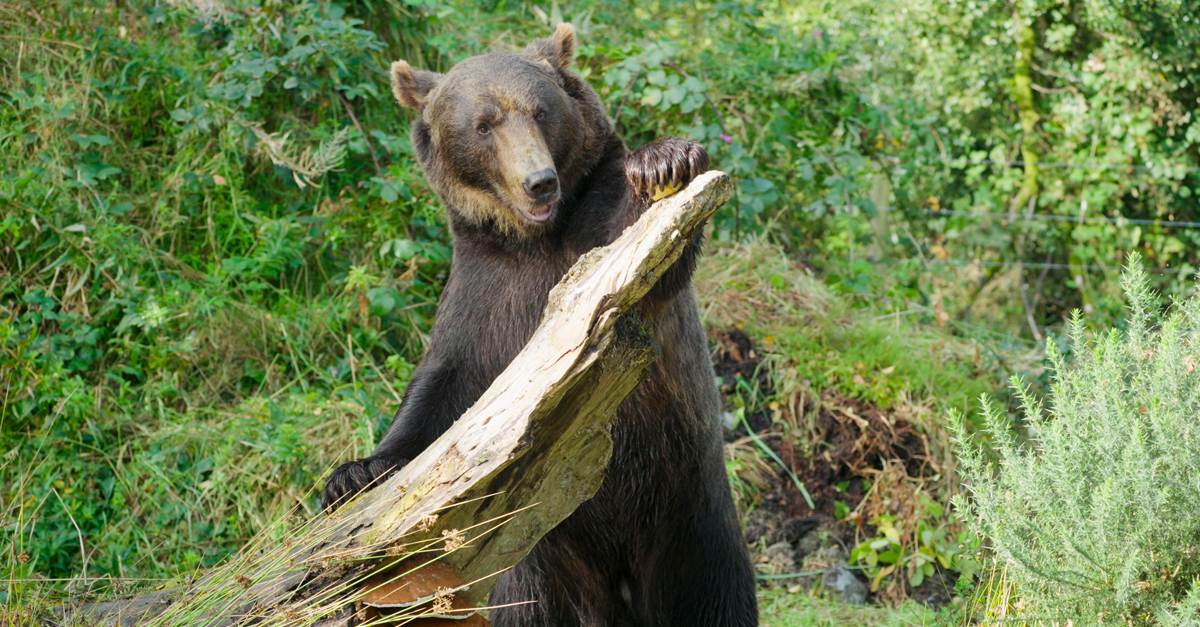 Etihad Cargo supports wildlife conservation with rescue of two brown bears from Russia to Ireland